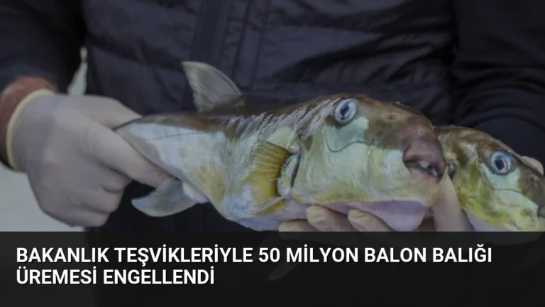 Bakanlık Teşvikleriyle 50 Milyon Balon Balığı Üremesi Engellendi