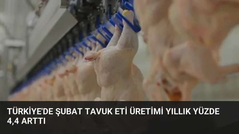 Türkiye’de Şubat Tavuk Eti Üretimi Yıllık Yüzde 4,4 Arttı