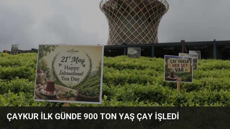 ÇAYKUR İlk Günde 900 Ton Yaş Çay İşledi