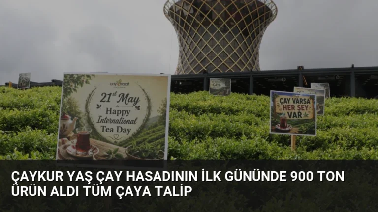 ÇAYKUR Yaş Çay Hasadının İlk Gününde 900 Ton Ürün Aldı Tüm Çaya Talip