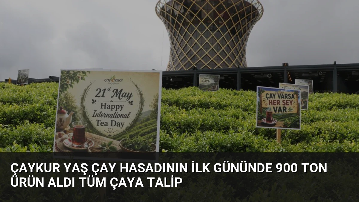 ÇAYKUR Yaş Çay Hasadının İlk Gününde 900 Ton Ürün Aldı Tüm Çaya Talip