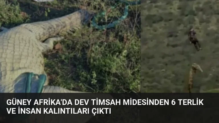 Güney Afrika’da Dev Timsah Midesinden 6 Terlik ve İnsan Kalıntıları Çıktı