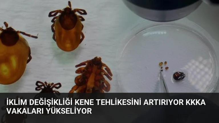 İklim Değişikliği Kene Tehlikesini Artırıyor KKKA Vakaları Yükseliyor