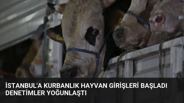İstanbul’a Kurbanlık Hayvan Girişleri Başladı Denetimler Yoğunlaştı