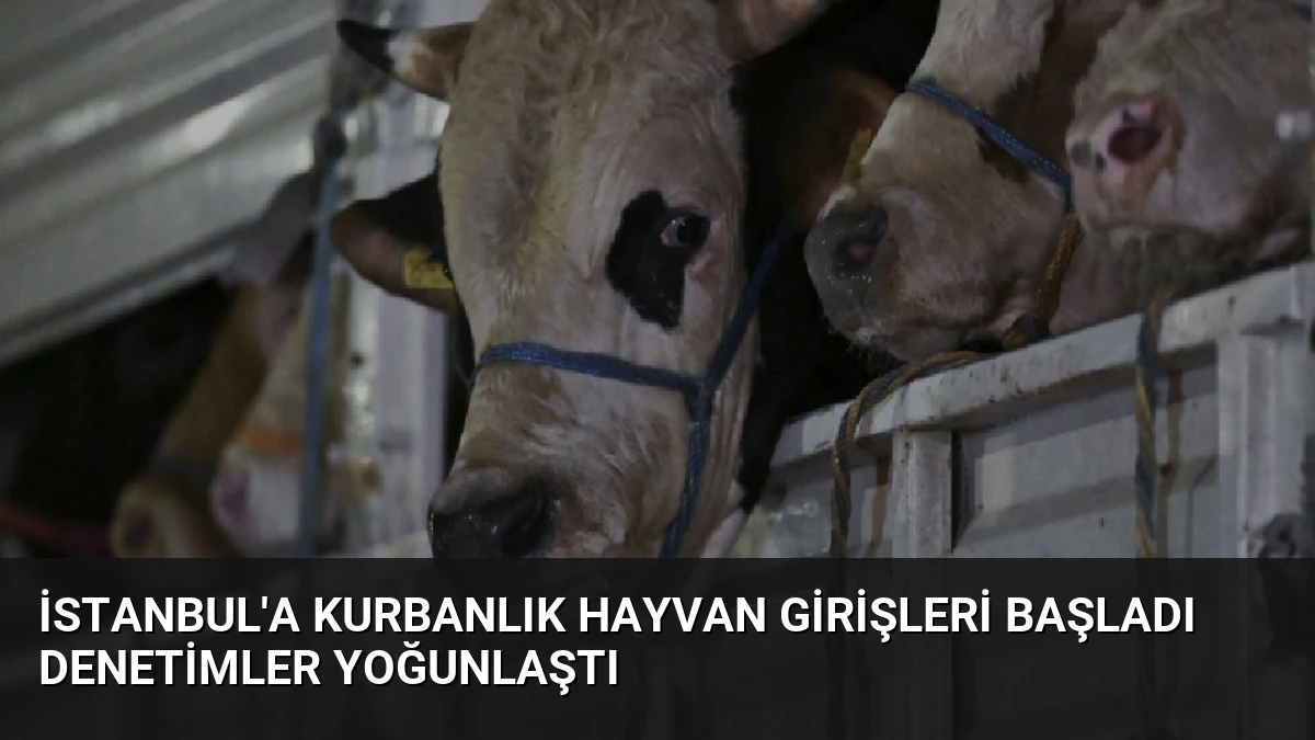 İstanbul’a Kurbanlık Hayvan Girişleri Başladı Denetimler Yoğunlaştı