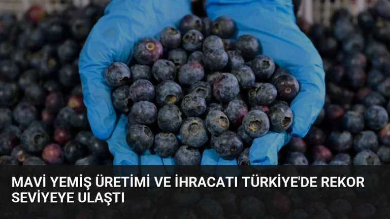 Mavi Yemiş Üretimi ve İhracatı Türkiye’de Rekor Seviyeye Ulaştı