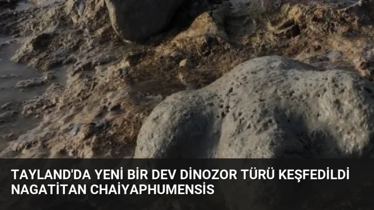 Tayland’da Yeni Bir Dev Dinozor Türü Keşfedildi Nagatitan Chaiyaphumensis