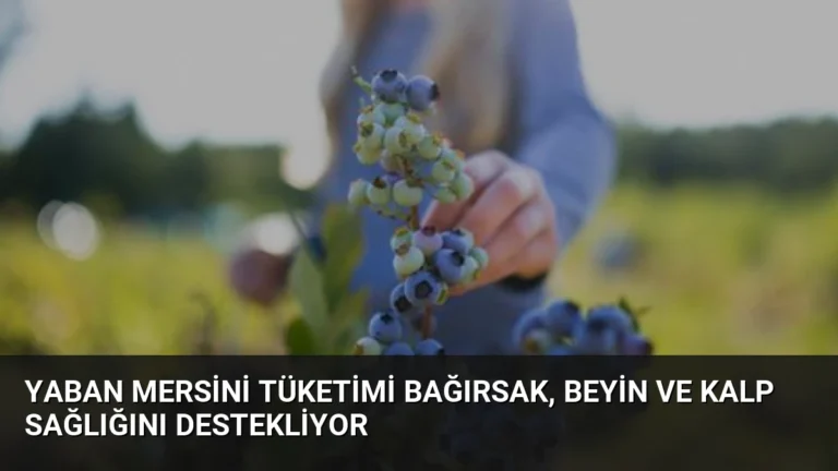 Yaban Mersini Tüketimi Bağırsak, Beyin ve Kalp Sağlığını Destekliyor