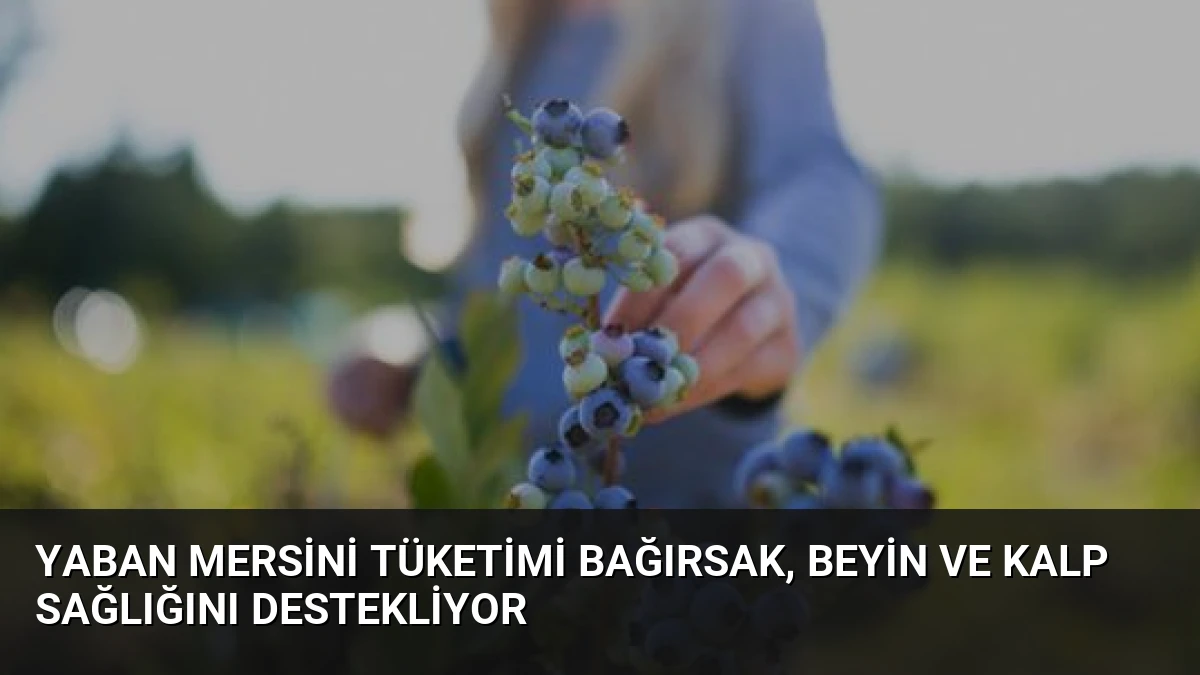 Yaban Mersini Tüketimi Bağırsak, Beyin ve Kalp Sağlığını Destekliyor