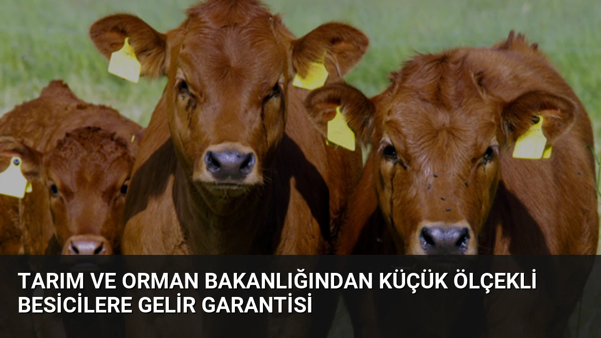 Tarım ve Orman Bakanlığından Küçük Ölçekli Besicilere Gelir Garantisi