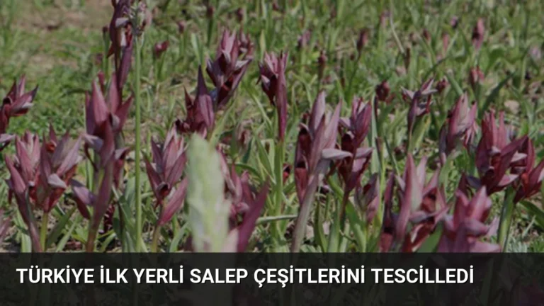 Türkiye İlk Yerli Salep Çeşitlerini Tescilledi