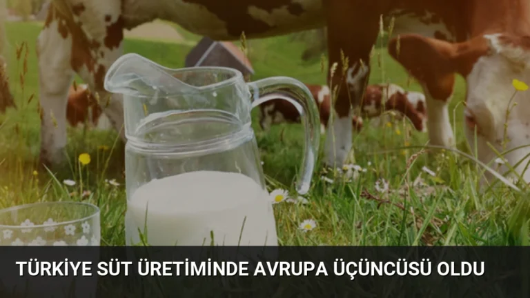 Türkiye Süt Üretiminde Avrupa Üçüncüsü Oldu